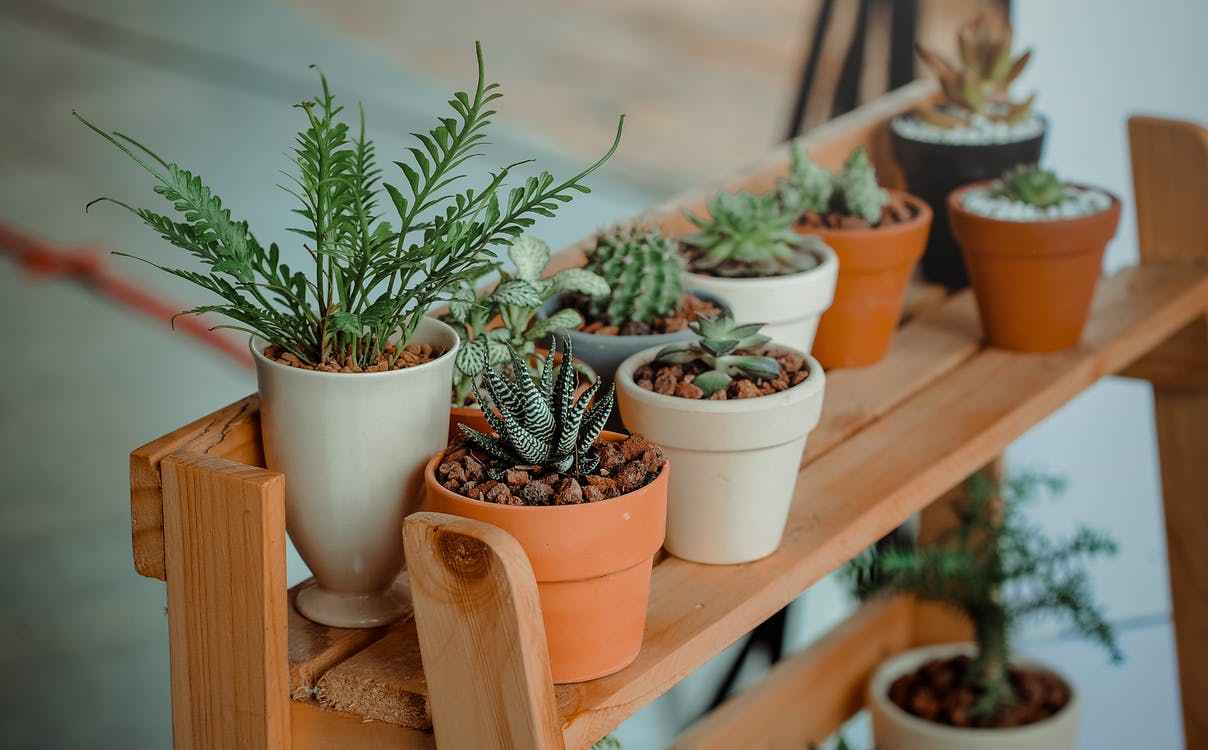 Plantas de Interior: 5 motivos importantes para tenerlas en casa 