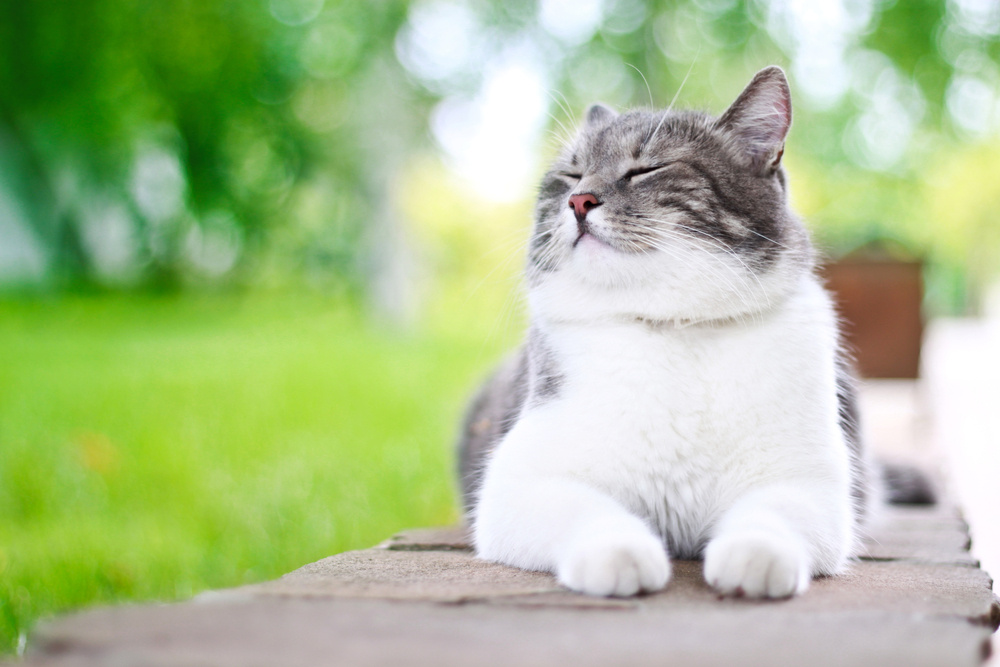 Cute cat enjoying himself outdoors.