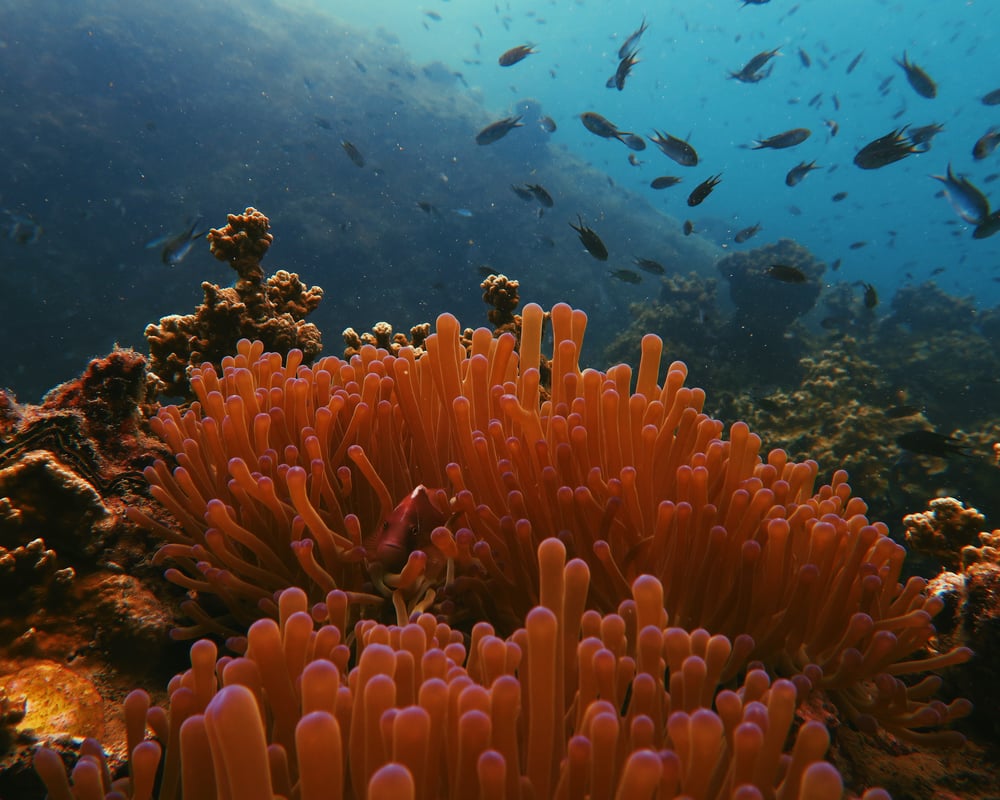 arrecife maya buceo tulum