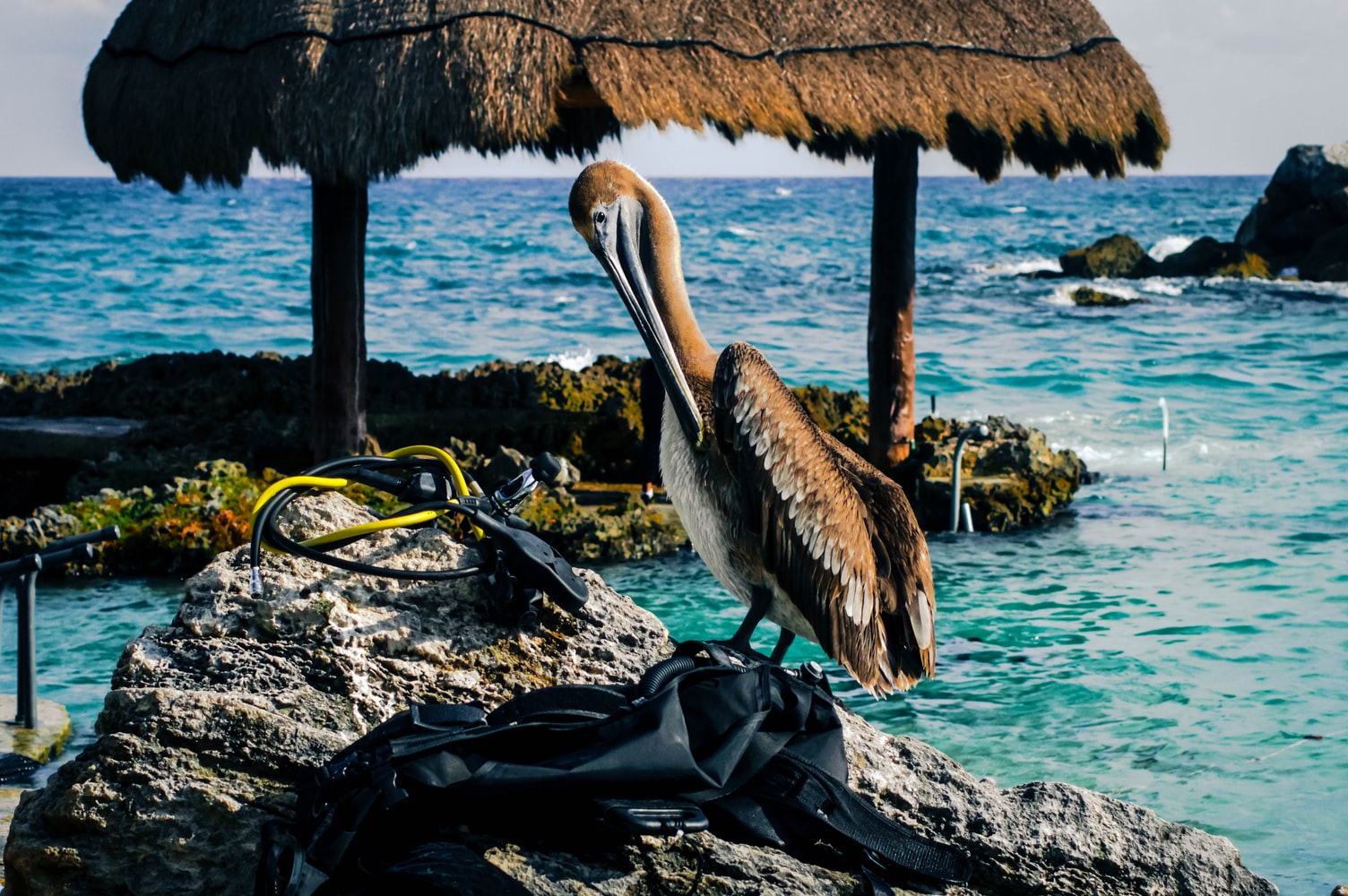 pelicano-mirando-equipo-buceo
