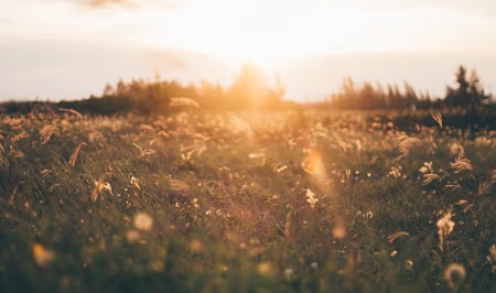 pexels-photo-605494