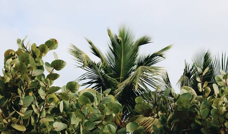 pexels-photo-788485