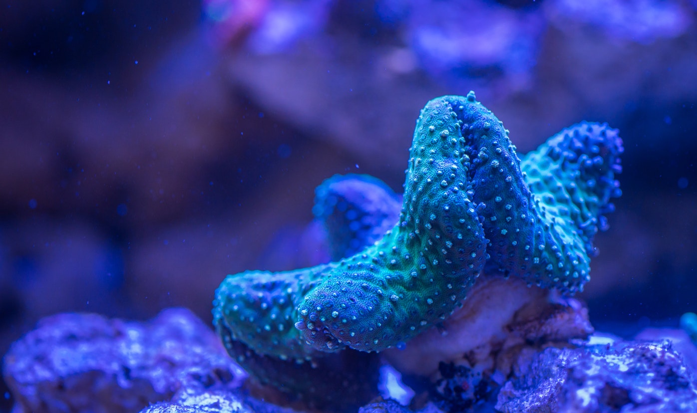 aquarium-coral-deep-920162